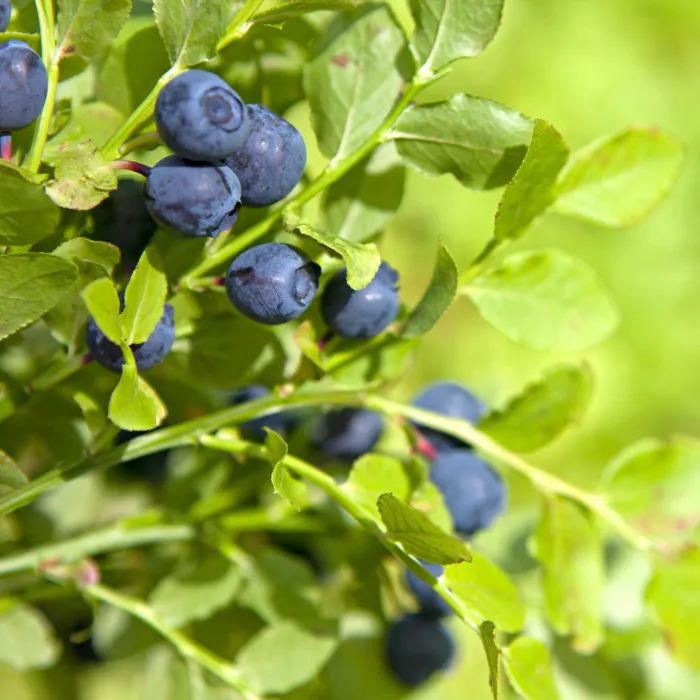 Blueberry Leaf