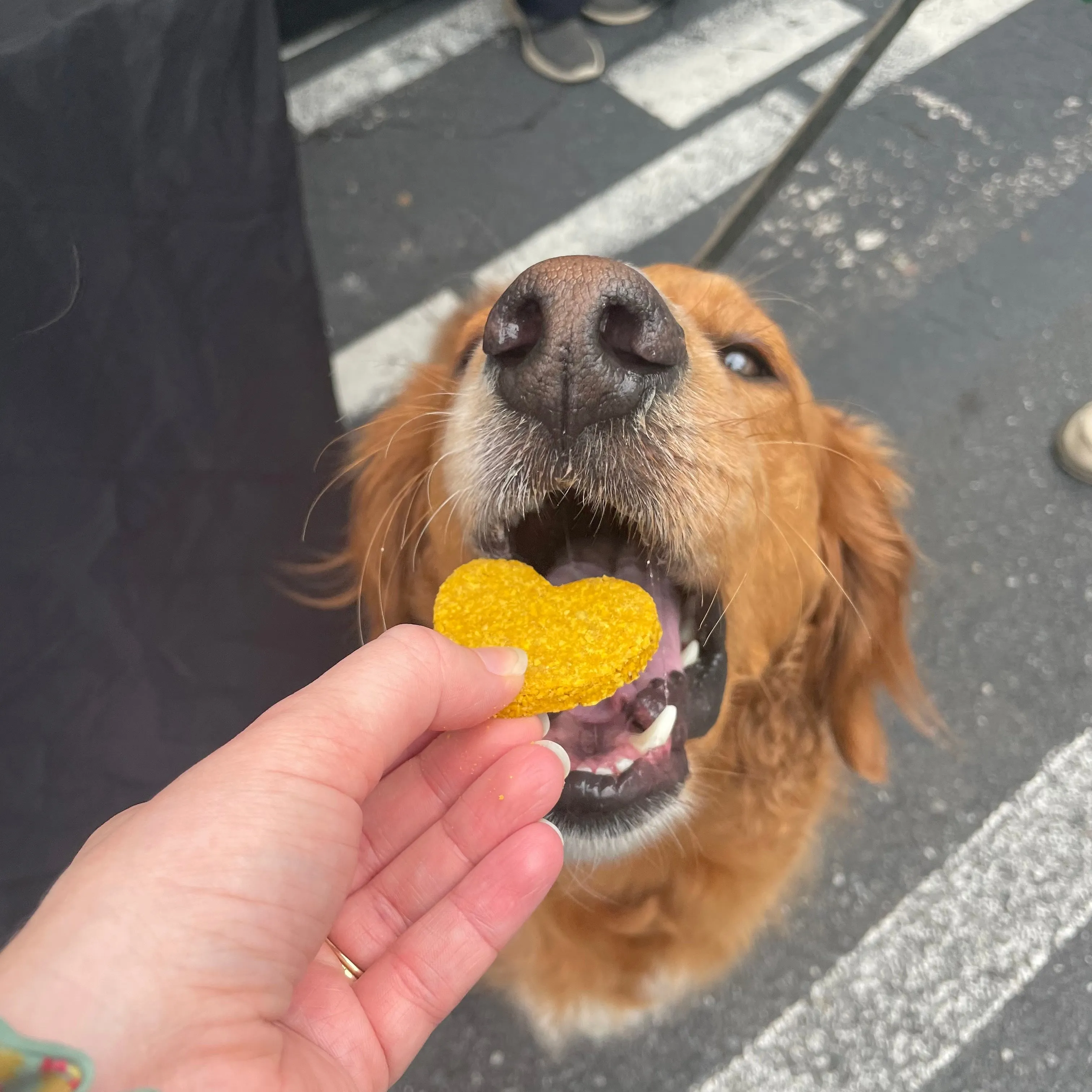 Dog Treats - Gord-Geous Pumpkin Hearts