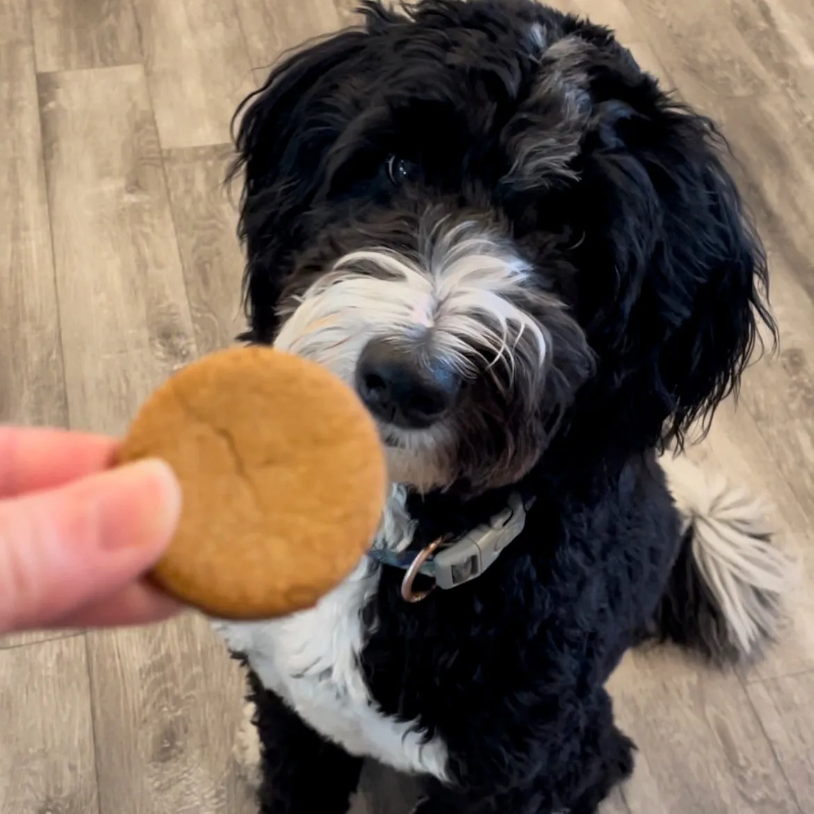 Dog Treats - This Treat is B-A-N-A-N-A-S